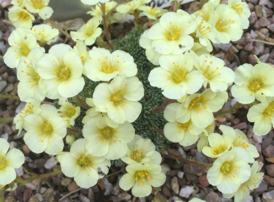 Saxifraga 'Lenka' 